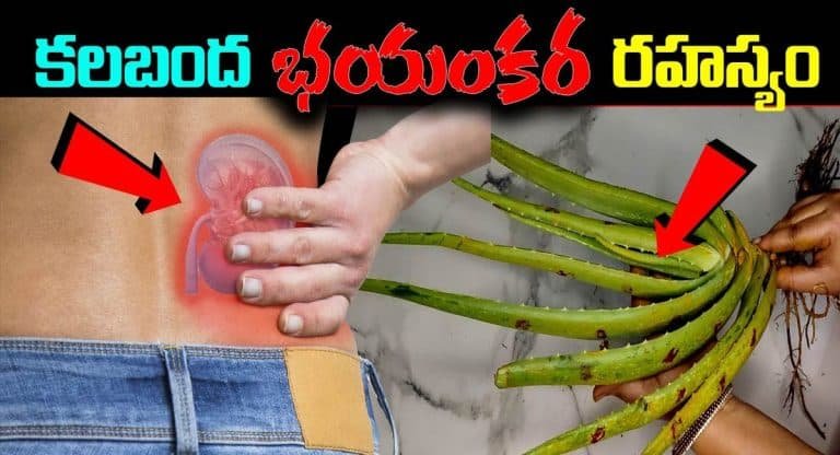 Aloe Vera : ఆరోగ్యానికి మేలు చేసే కలమంద వల్ల ఎంత ప్రమాదమో తెలిస్తే షాక్ అవుతారు…!