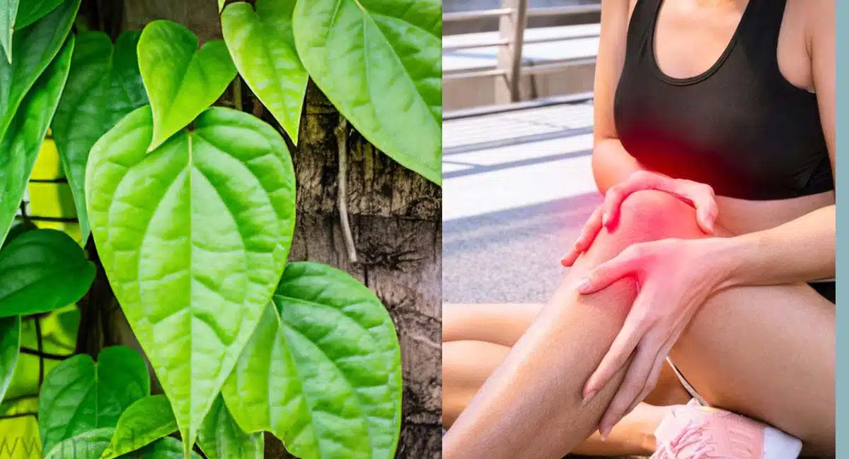 Uric acid levels normal with betel leaves
