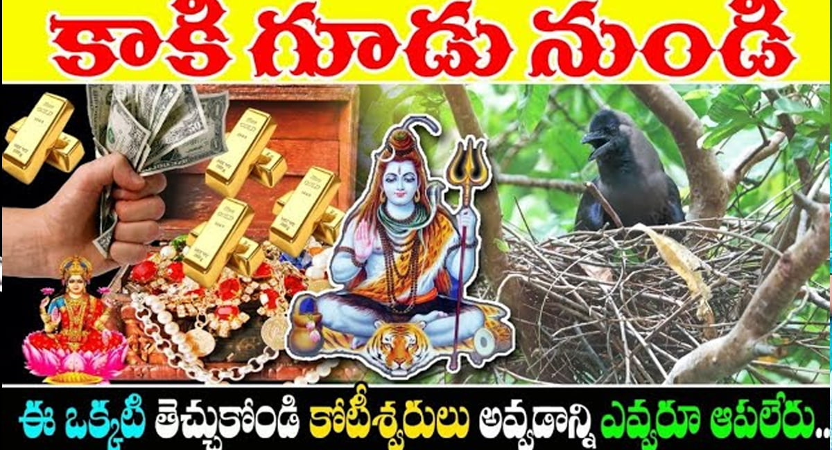 crow : కాకి గూడు నుండి ఈ ఒక్కటి తెచ్చుకోండి… కష్టాలన్నీ పోయి కోటీశ్వరులు అవుతారు…!