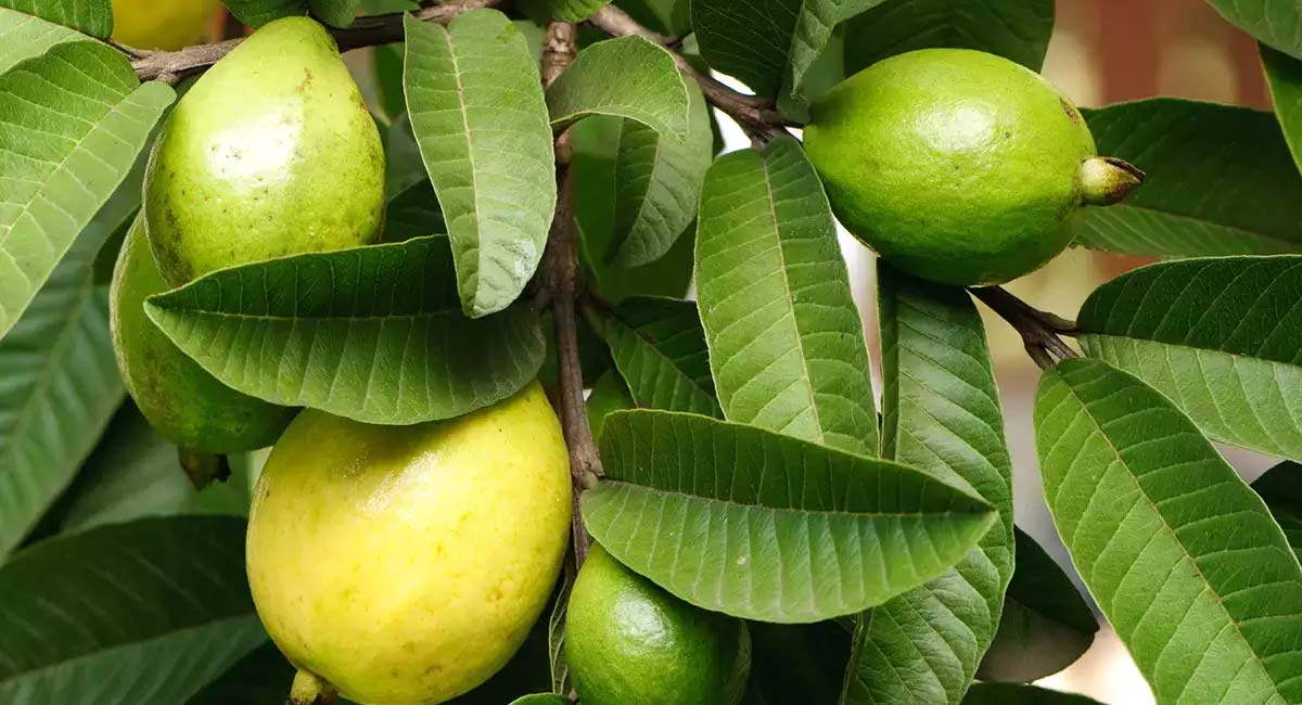 Guava leaves Juice : జామ ఆకుల రసంతో ఇన్ని ఉపయోగాలా..మీకు తెలిస్తే షాక్ అవుతారు…!