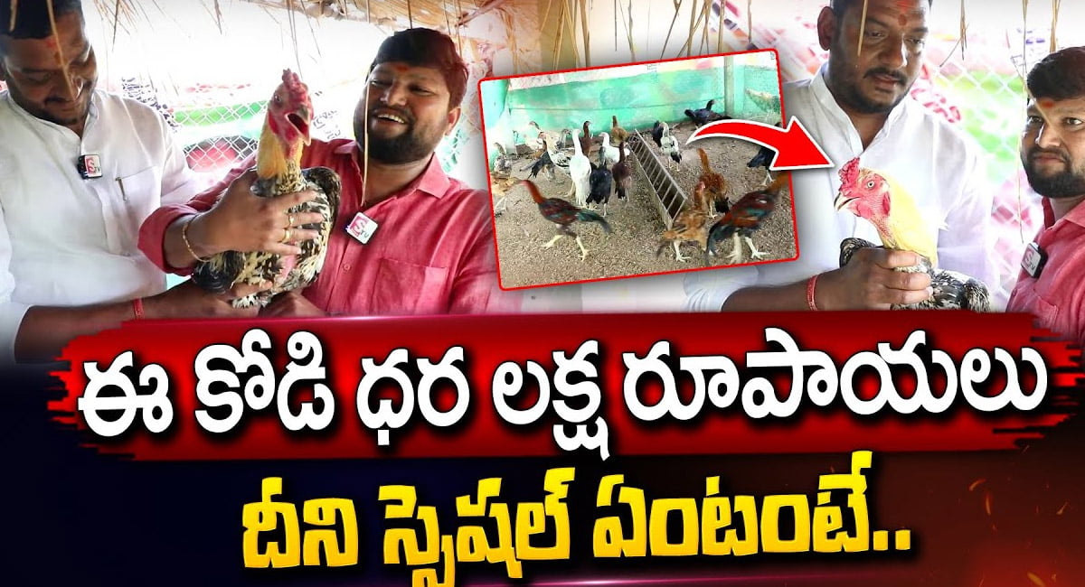 Viral Video : లక్ష రూపాయలు విలువ చేసే కోడి.. చూస్తే అమ్మో అనాల్సిందే వీడియో వైరల్..!!