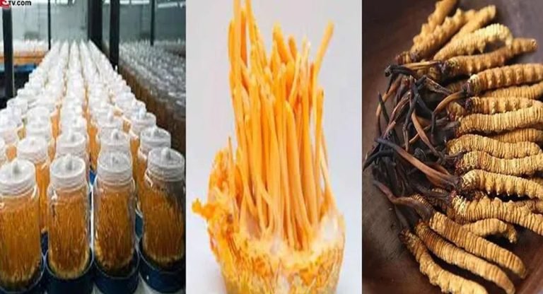 Mushroom Business : ఈ పుట్టగొడుగుల ధర కిలో రూ.20 లక్షలు.. ఒక్క కిలో అమ్ముకున్నా కోటీశ్వరులు అవుతారు