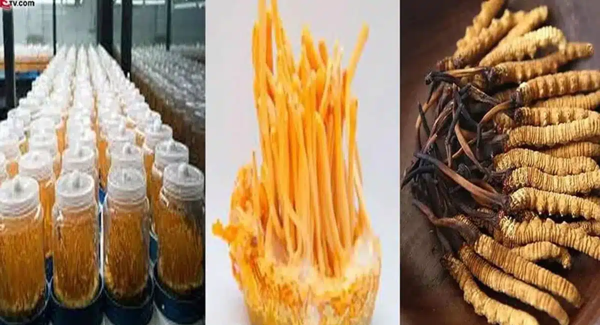 yarsagumba which is a mashroom sells for 20 lakhs per kg