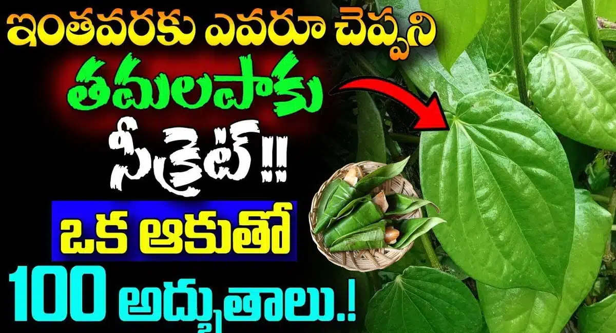 health benefits of betel leaf