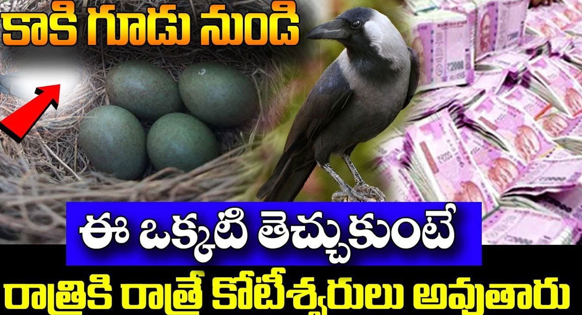 Crow : కాకి గూడు నుండి ఈ ఒక్కటి తెచ్చుకోండి.. కష్టాలన్నీ పోయి కోటీశ్వరులవుతారు…!