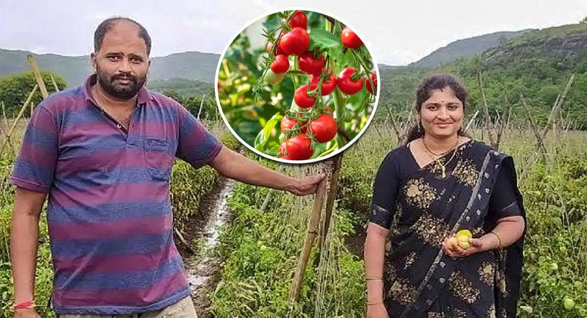 a tomato farmer who became a millionaire overnight