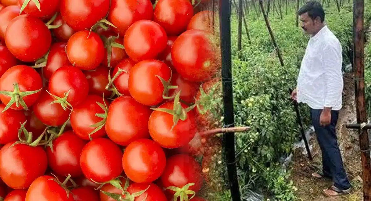 medak farmer earns crores by selling tomatoes