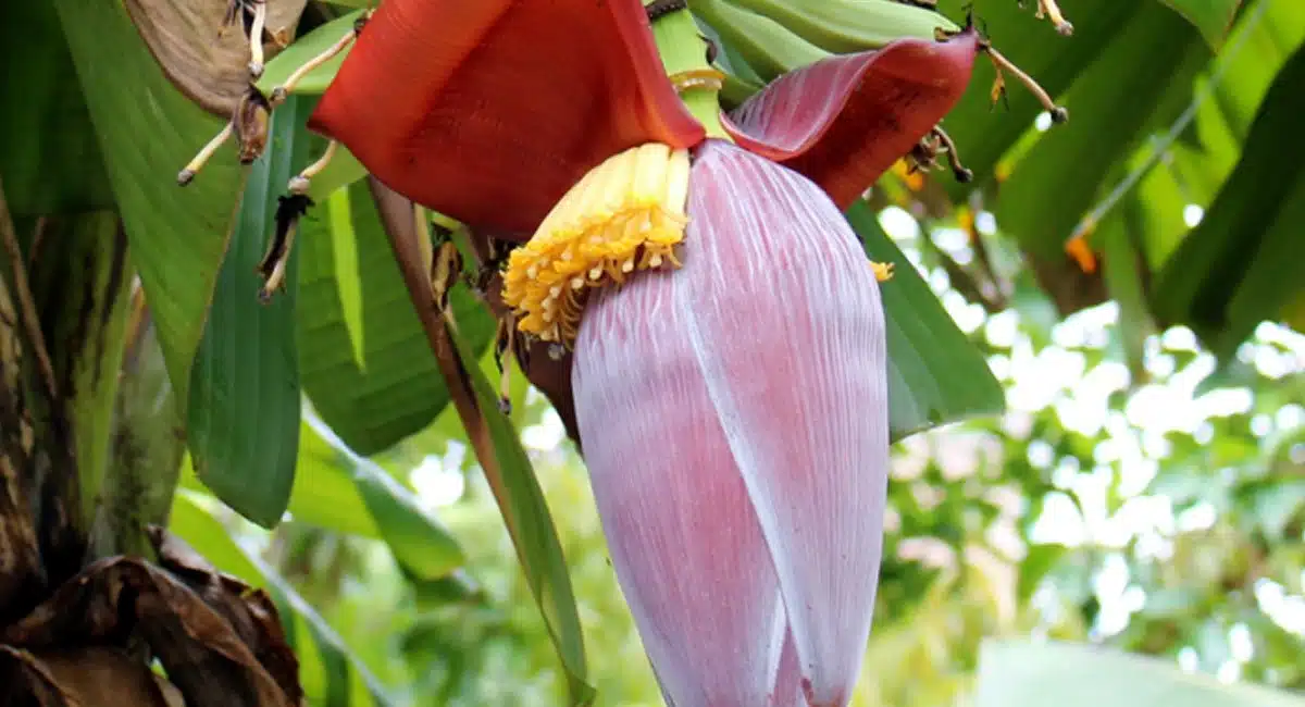 Health benefits of banana flower