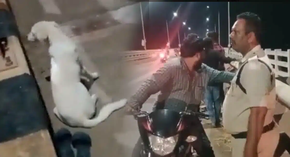woman died at bridge her pet dog waiting video viral
