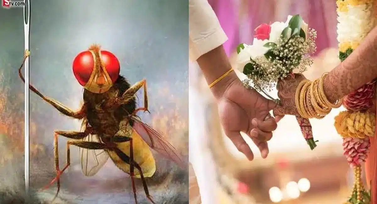 Flies target the youth not happening marriage