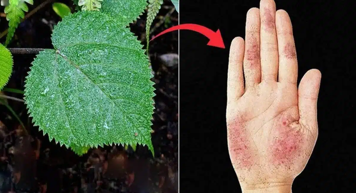 Drinking this plant is sure to kill you