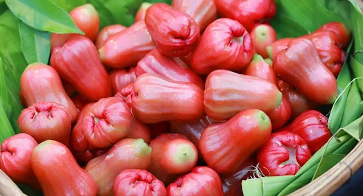 health benefits of water apple in telugu