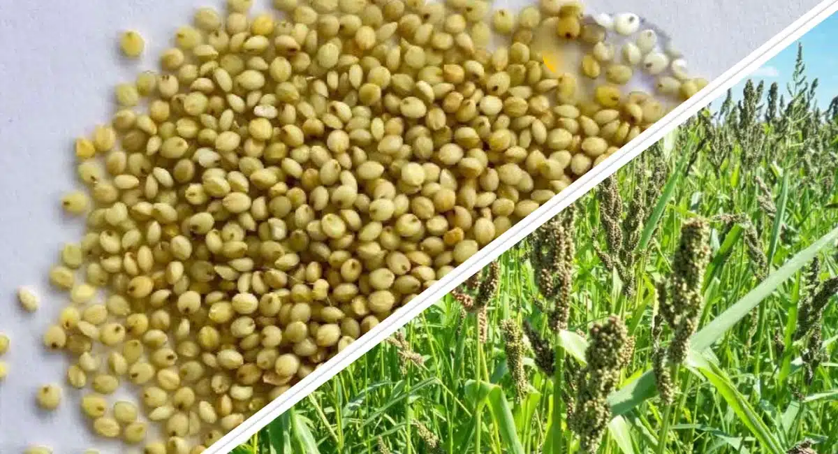 Millets health benefits of andu korralu