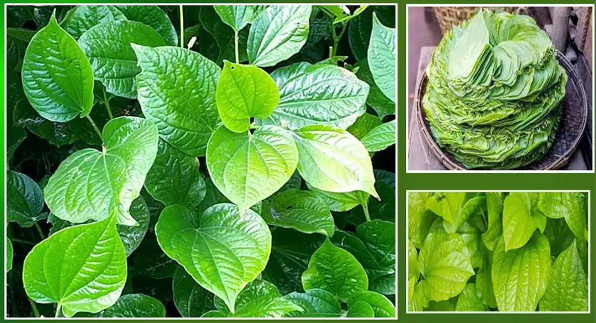 Betel Leaf Health Benefits