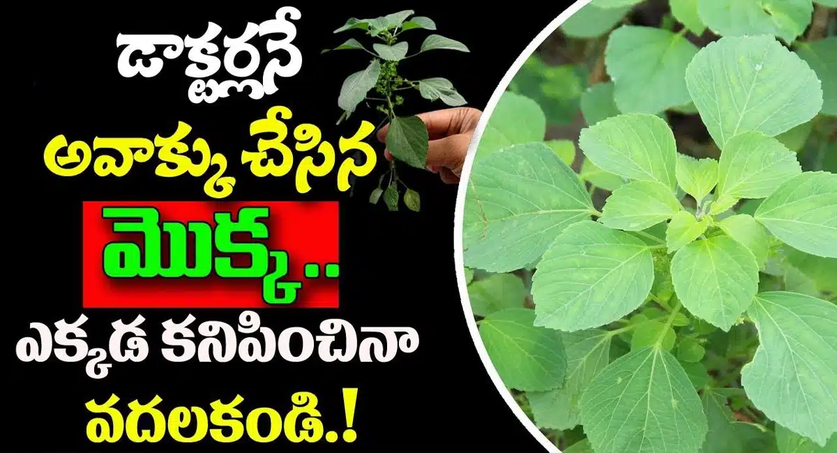 Health Tips Kuppintaku Uses In Telugu