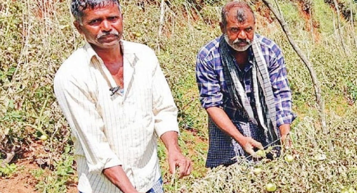farmer sells tomatoes at 80 rupees per kilo in tamilnadu