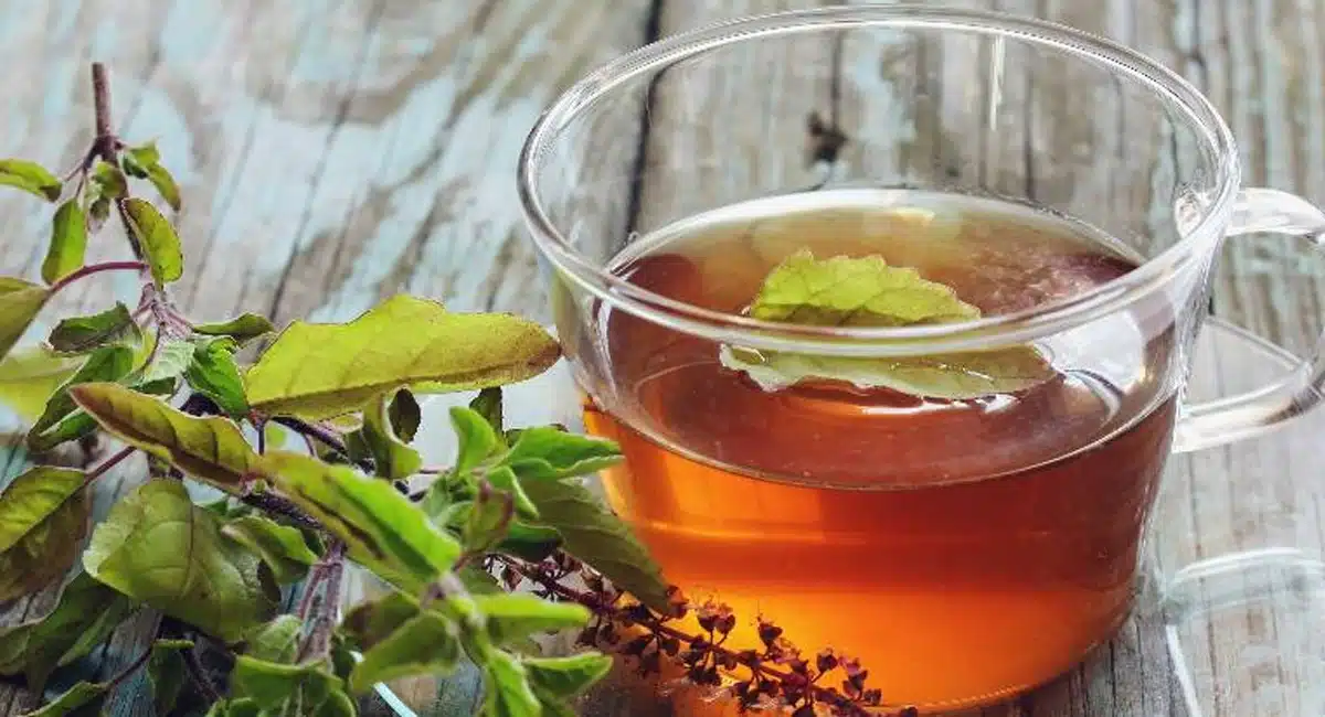 Drinking Tulsi Kashayam will check all diseases