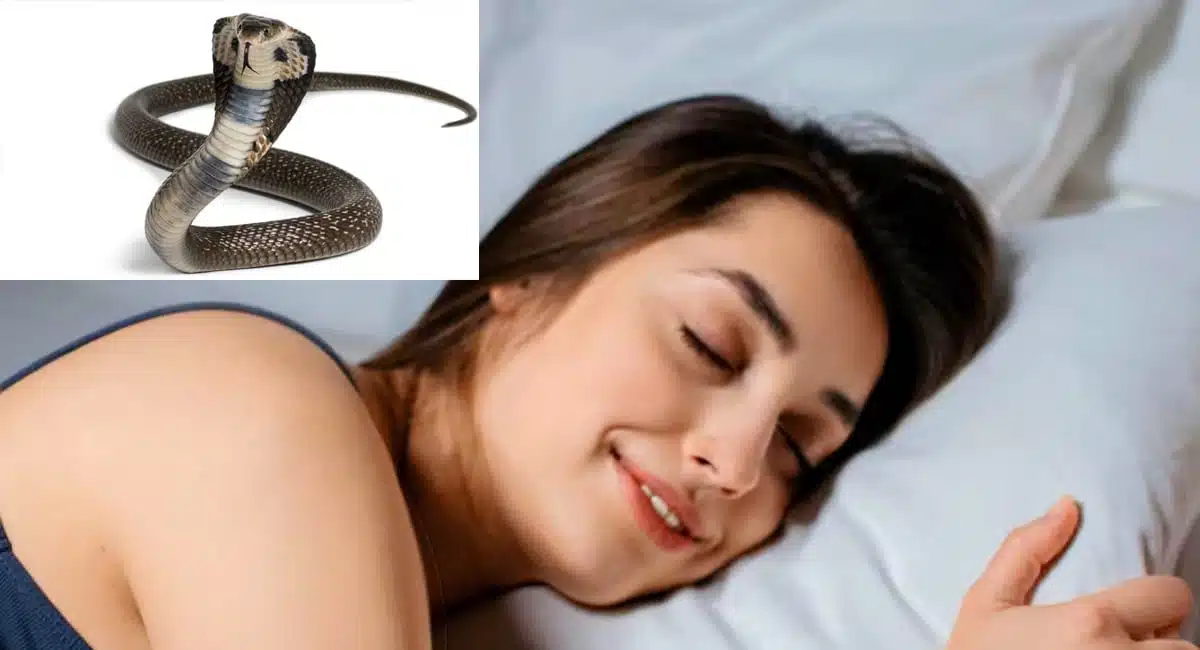 If a snake is seen like this in a dream, it will definitely take Raja Yoga
