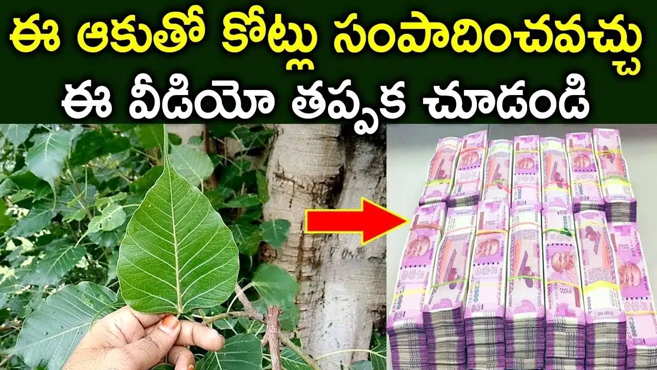 Health Benefits Peepal Leaves Raavi Chettu or Ficus Religiosa Best Uses