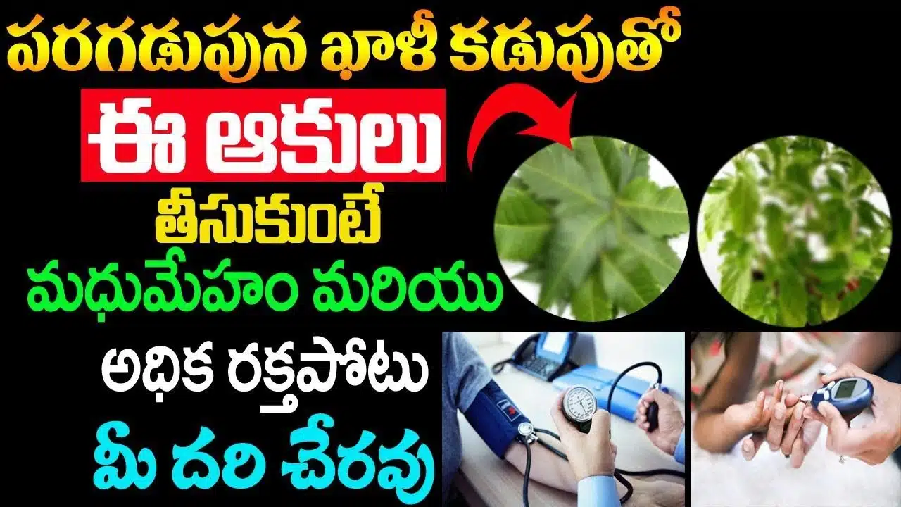 Diabetes – Blood Pressure : ఖాళీ కడుపుతో ఈ ఆకులను తీసుకుంటే మధుమేహం రక్తపోటు దరిచేరవు…!!