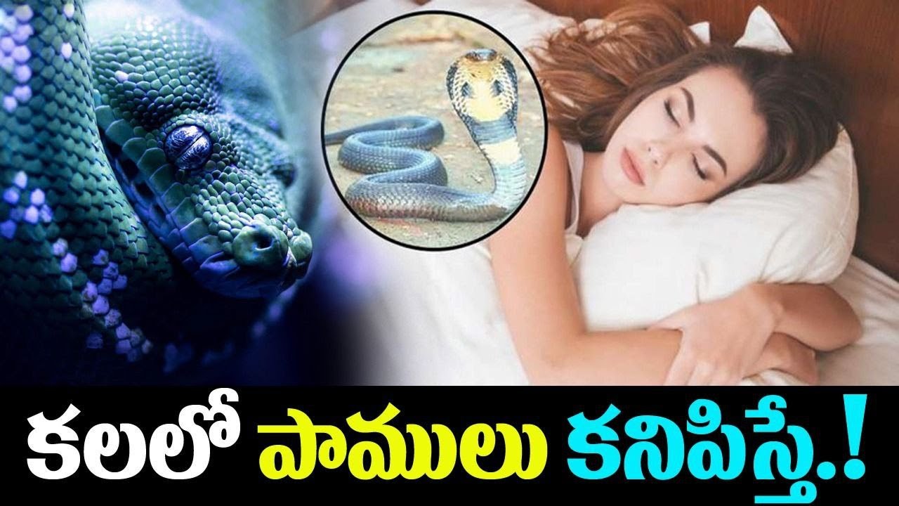 Snakes : కలలో పాములు కనిపిస్తే జరిగేది ఇదే…!!