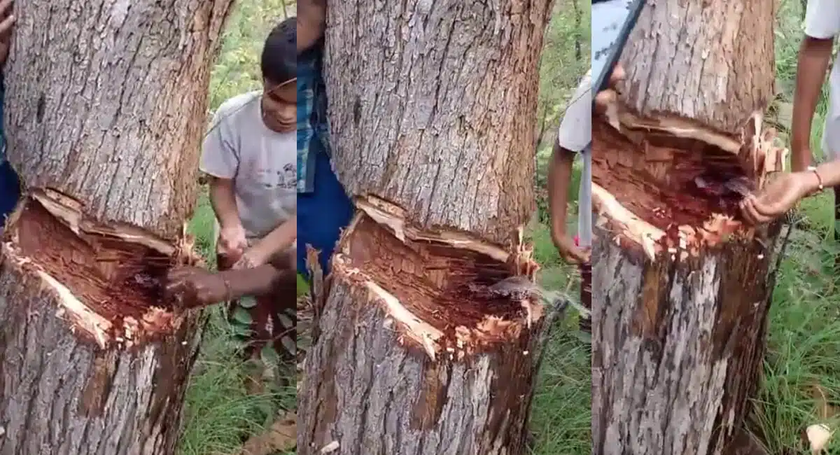 prakasam district while trees cut down fresh water from the tree video viral