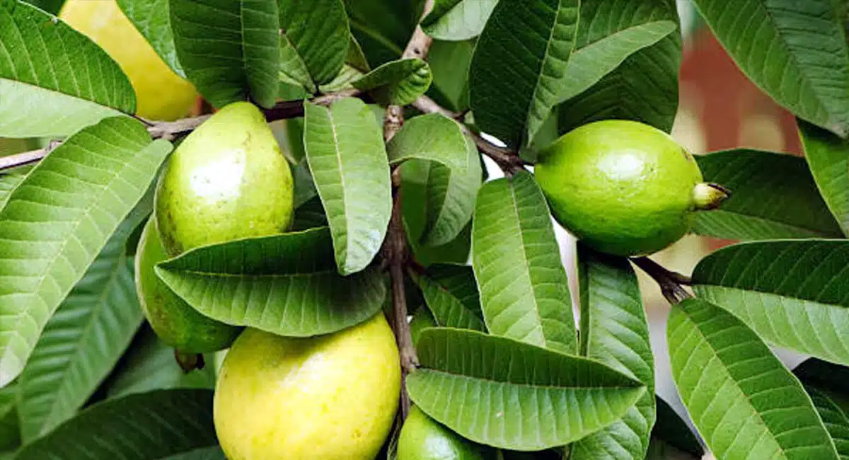 Drinking the juice of these leaves increases platelets