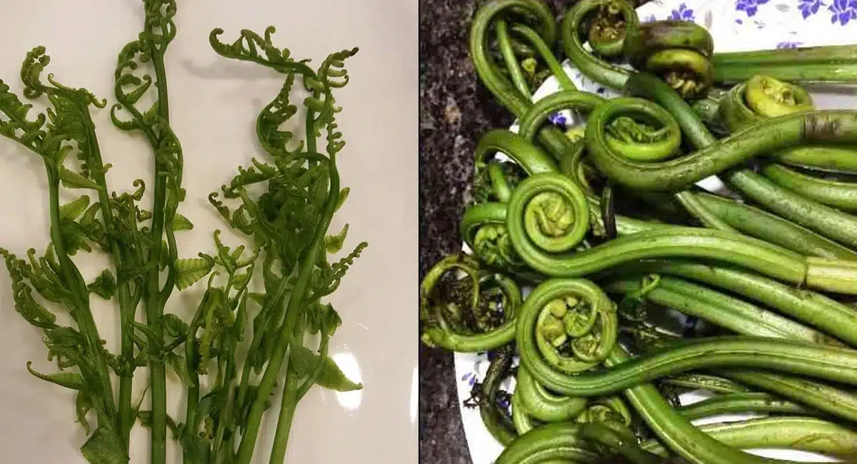 Health Tips You will be surprised to know how many benefits of eating it