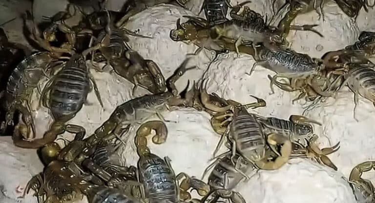 Scorpion Business : తేలు విషంతో బిజినెస్ .. కోట్లలో ఆదాయం .. ఎక్కడో తెలుసా ..??