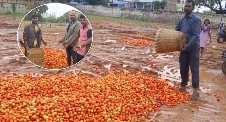 Tomato Price : కిలో టమాటా ధర 4 రూపాయలు.. రోడ్ల మీద పడేసి వెళ్తున్న రైతులు.. పశువులకు ఆహారంగా టమాటాలు.. వీడియోలు వైరల్