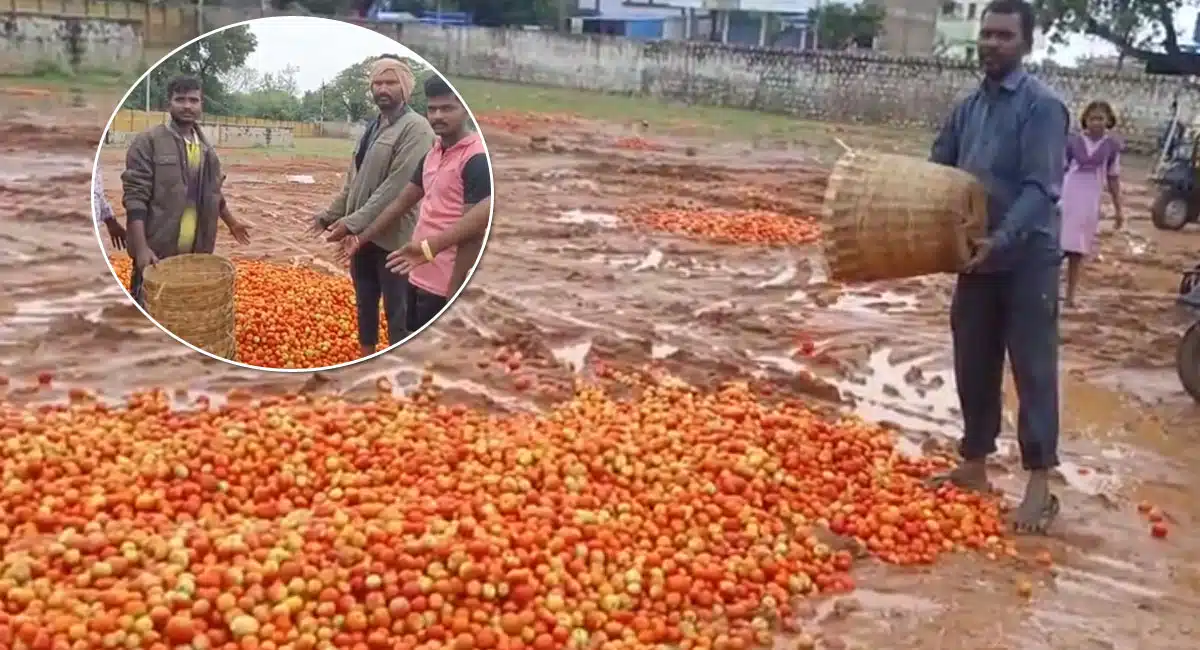 tomato price dropped drastically in kurnool market