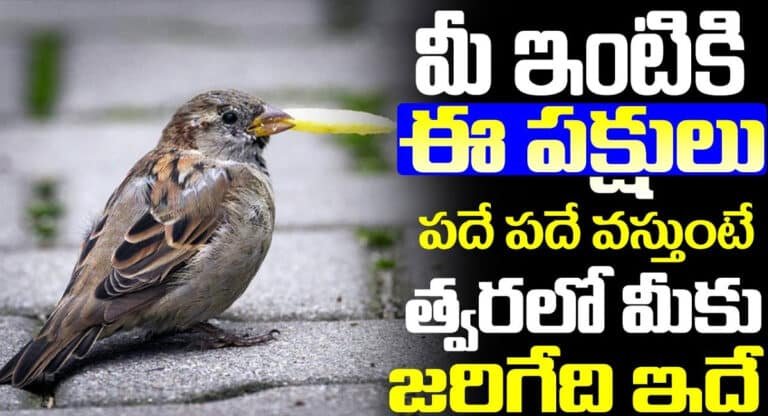 మీ ఇంటికి ఈ పక్షులు పదేపదే వస్తుంటే త్వరలో మీకు జరిగేది ఇదే..!