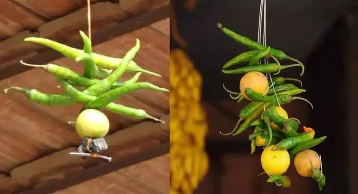 What's happen if step on lemons and chillies