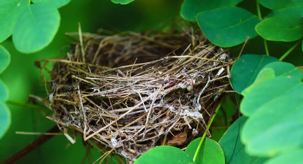 sparrow or pigeon nests in a house