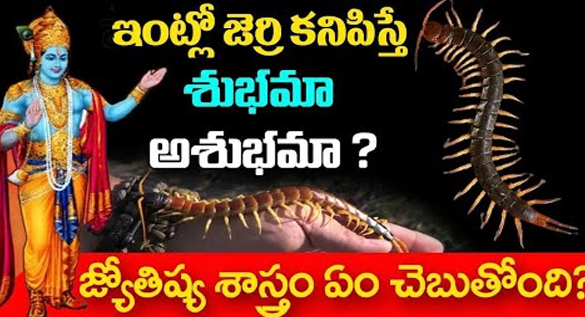 ఇంట్లో జర్రి కనిపిస్తే శుభమా..? అశుభమా.? జ్యోతిష్య శాస్త్రం ఏం చెప్తుంది..