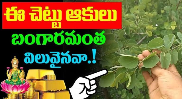 ఈ చెట్టు ఆకులు బంగారం అంత విలువైనవా..?