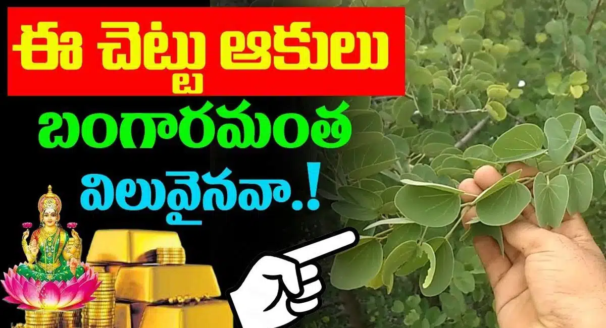 Are the leaves of this tree worth all the gold