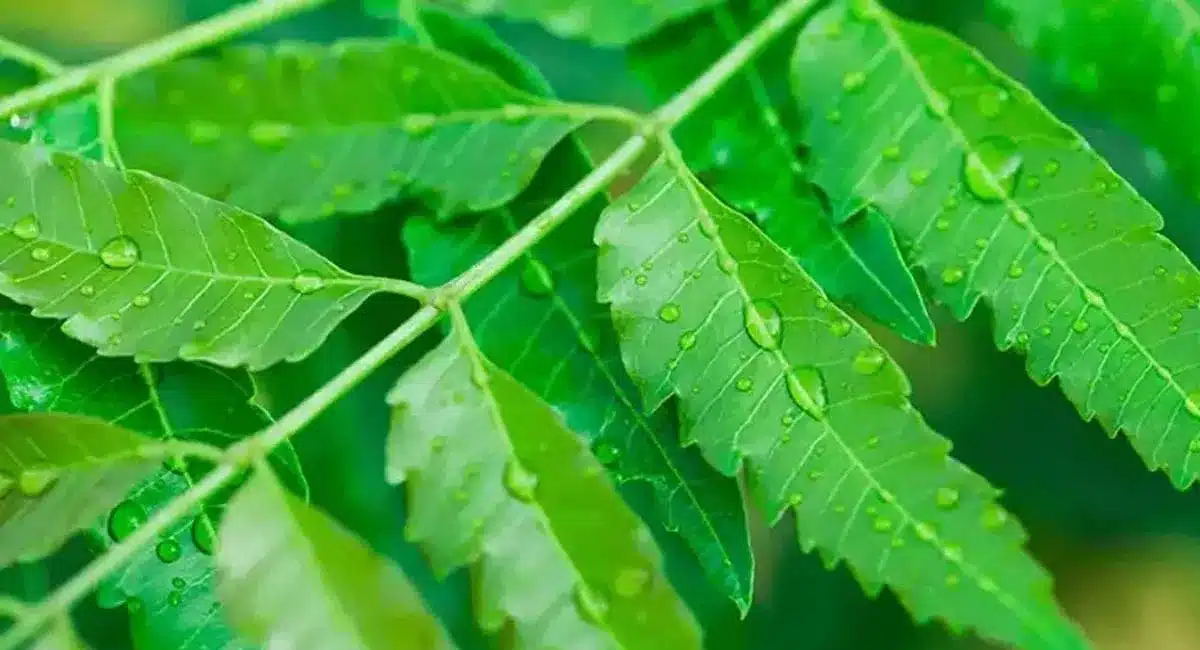 These are the amazing benefits of eating vepaku on a regular basis