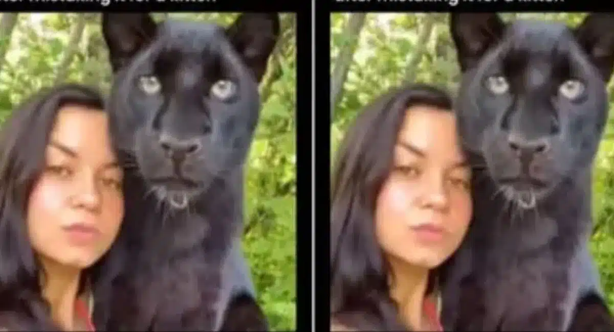 The kitten grew unexpectedly has black Panther