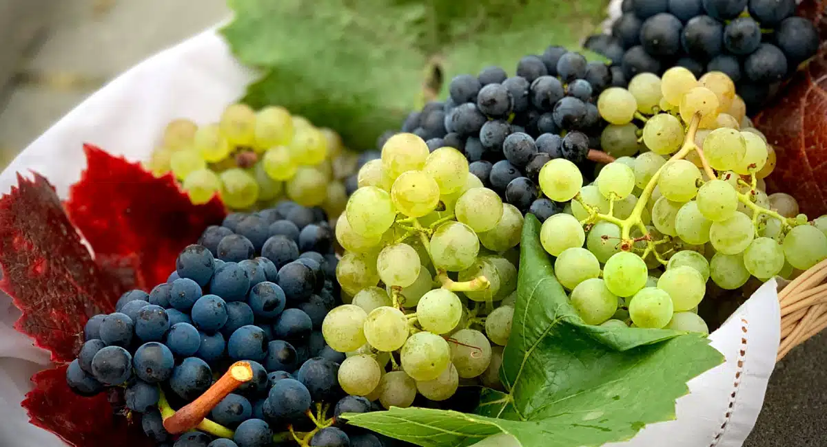 If you eat any of the grapes, you will lose weight