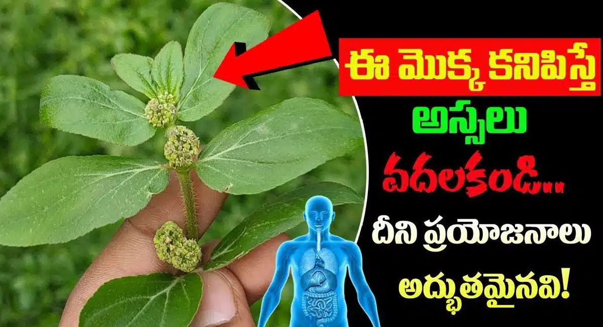 Reddyvari Nanubalu Plant Uses In Telugu