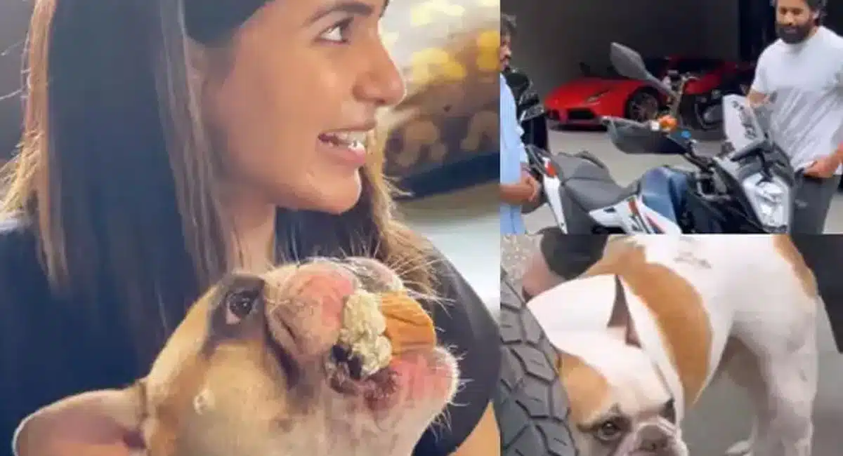 Samantha : నాగచైతన్య వద్ద కనిపించిన సమంత పెంపుడు కుక్క .. దీనిపై నెటిజన్ల ఆరా ..!!