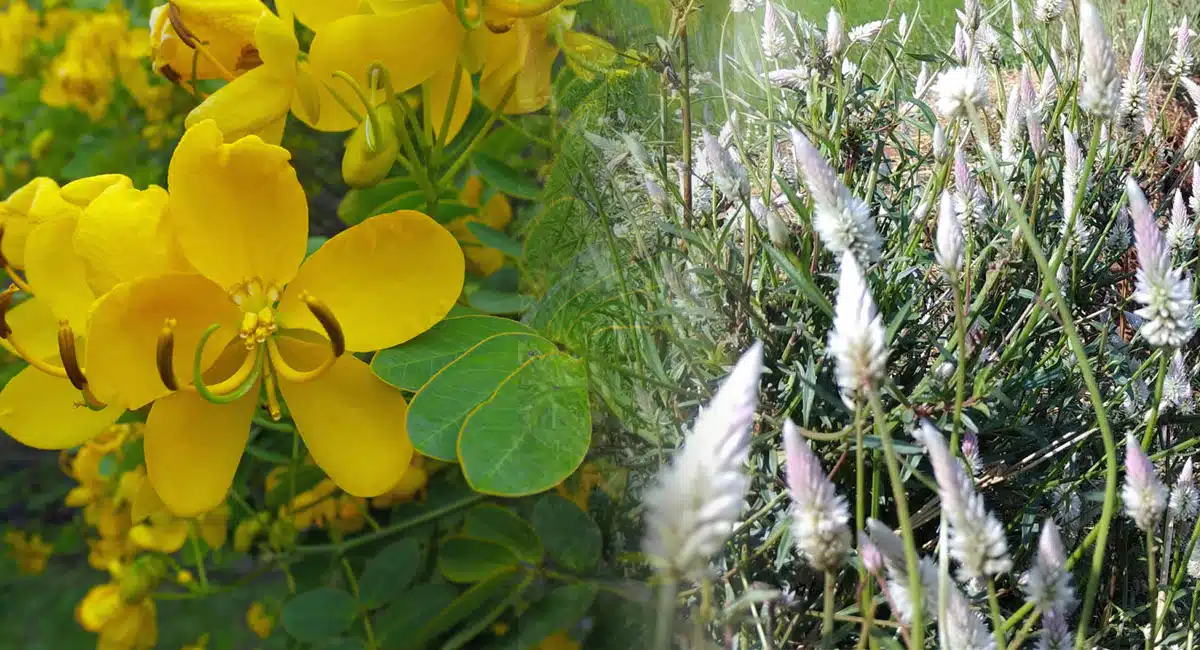 Tangedu flower and Gunugu flower and you will have all good luck in your home