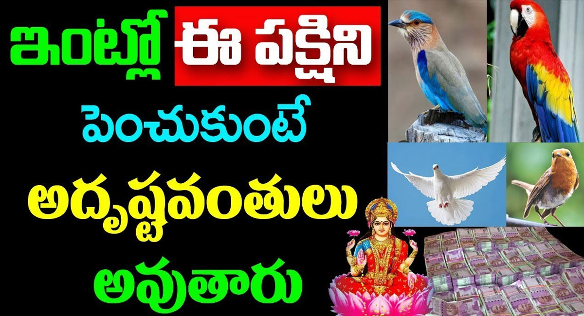 Bird : ఇంట్లో ఈ పక్షిని పెంచుకుంటే అదృష్టవంతులవుతారు…!