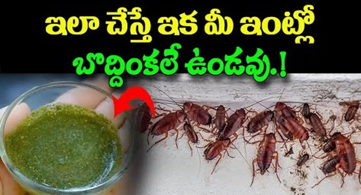 do this no longer see cockroaches in your house