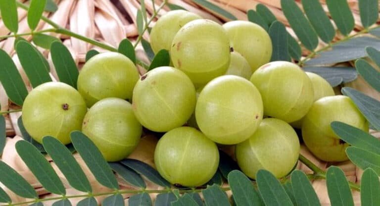 Amla : చలికాలంలో ఉసిరికాయ తేనెతో కలిపి తీసుకుంటే ఎలాంటి వ్యాధులైన పరార్ అవ్వాల్సిందే…!