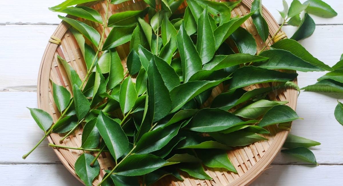 Curry Leaves : కరివేపాకుతో ఇలా చేస్తే మీ జుట్టు ఊడకుండా దృఢంగా, ఒత్తుగా పెరుగుతుంది…!