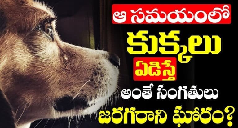 Dogs Crying : ఆ సమయంలో కుక్కలు ఏడిస్తే అంతే సంగతులు… జరగరాని ఘోరం…!