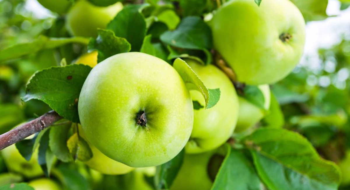 Green Apple : గ్రీన్ ఆపిల్ తో అనారోగ్య సమస్యలు ఆమడ దూరం…!