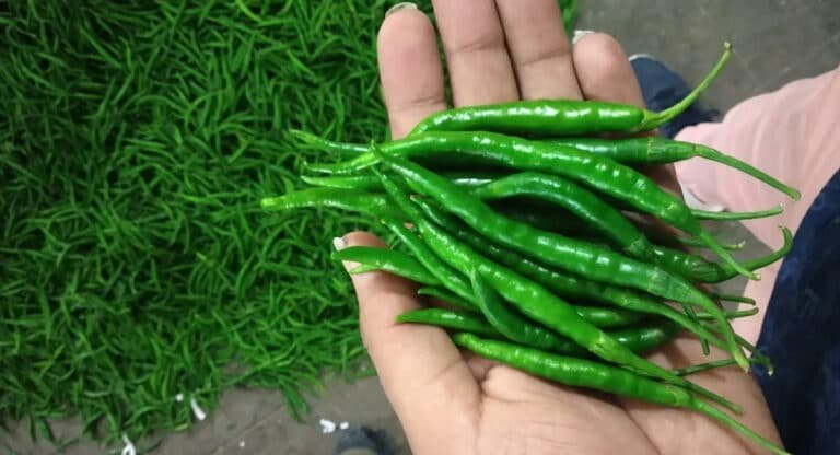 Green Chilli : శీతాకాలంలో పచ్చిమిరపకాయలను అధికంగా తీసుకుంటున్నారా… అయితే ఈ విషయాలు తప్పక తెలుసుకోవాలి…!
